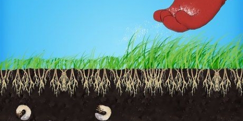 Rimuovere le larve bianche dal tuo prato