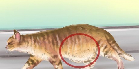 Diagnosi di vermi in un gatto