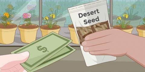 Piantare semi di rosa del deserto