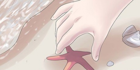 Tieni le stelle marine come decorazione