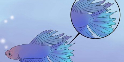 Cura il pesce beta malato