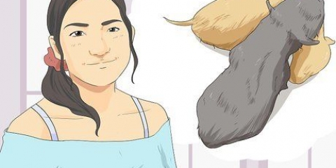 Vedi se un cane è un maschio o una femmina