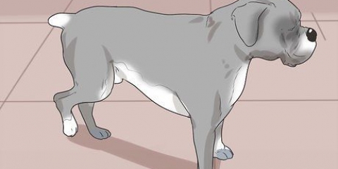 Vedi se un cane sta soffrendo