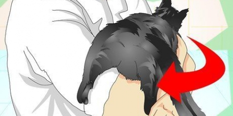 Controlla se un gatto è stato castrato