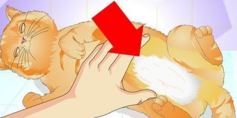Controlla se un gatto è stato sterilizzato