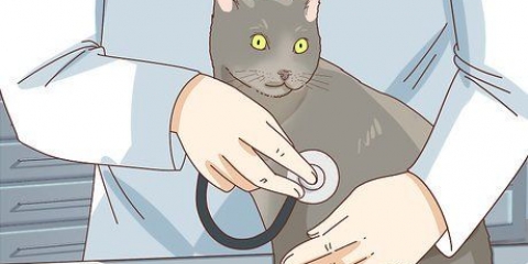 Controlla se il tuo gatto è depresso
