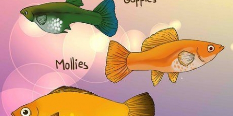 Controlla se il tuo pesce è incinta