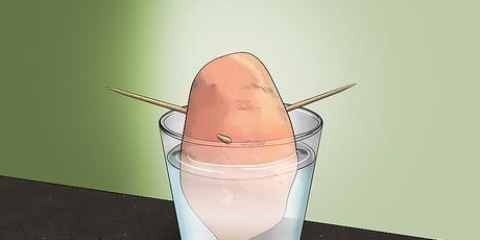 Coltivare la patata dolce