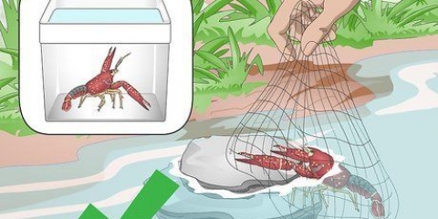 Conservazione dei gamberi d'acqua dolce