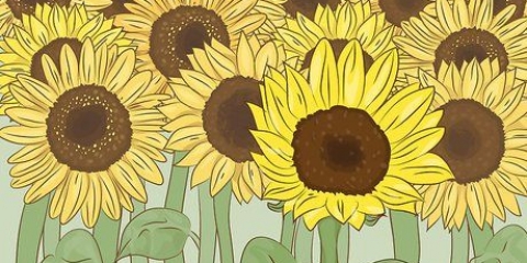 Essiccare i girasoli