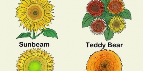 Girasoli in crescita