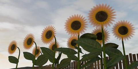Raccolta dei semi di girasole