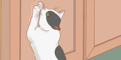 Fare in modo che un gatto smetta di graffiare la porta