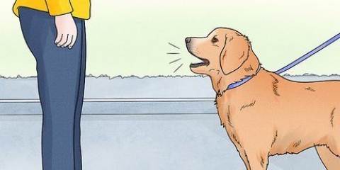 Assicurati che i cani non abbaiano alle persone