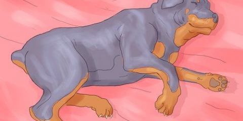 Assicurati che il tuo cane non dorma più nel tuo letto