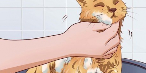 Fai in modo che il tuo gatto tolleri un bagno