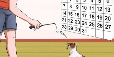 Impedisci al tuo gatto di attaccarti