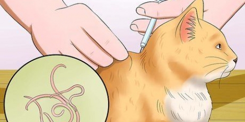 Impedisci al tuo gatto di vomitare