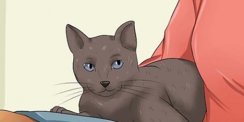 Fare in modo che il tuo gatto ti ami