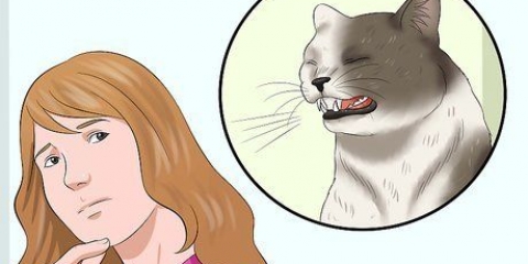 Assicurati che il tuo gatto non si spezzi da solo