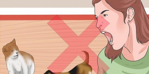 Fai smettere di litigare i tuoi due cani
