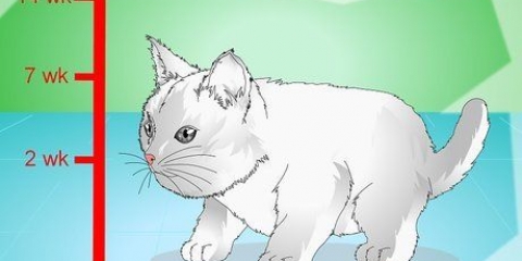Fare in modo che i gattini smettano di miagolare
