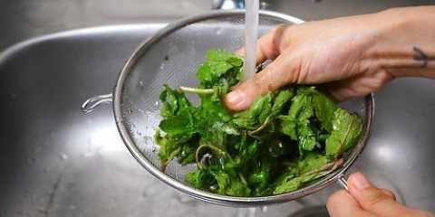 Mantenere fresche le foglie di menta