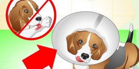 Prendersi cura di un cane con i punti