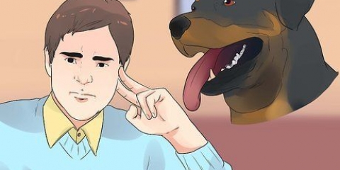 Prendersi cura di un cucciolo di rottweiler