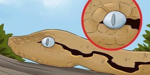 Prendersi cura di un serpente che muta