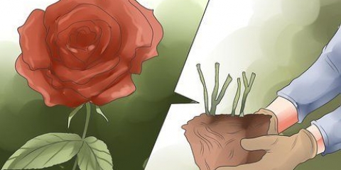 Elimina le macchie nere sulle rose