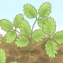 Potatura di piante di fragole