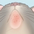 Trattare l'acne nei gatti