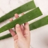 Mangia l'aloe vera
