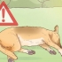 Tratta il colpo di calore nei cani