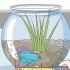 Determinare quanti anni ha un pesce betta