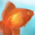 Determinare se il tuo pesce rosso è maschio o femmina