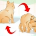 Determinare se il tuo gatto è in sovrappeso