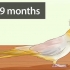 Determinare se il tuo cockatiel è un maschio o una femmina
