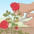Rimuovere gli afidi sulle rose in modo organico
