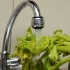Fare il succo di sedano