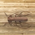 Combattere lo scarabeo dal corno lungo