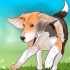 Beagle da addestramento