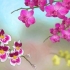Orchidee in crescita all'aperto