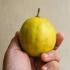 Limoni maturi