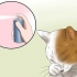 Trattare la congiuntivite nei gatti