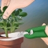 Crassula ovata in crescita