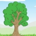 Determinazione dell'età di un albero