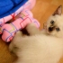 Determinare l'età di un gattino