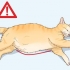 Determinare la causa di una pancia dilatata nei gatti
